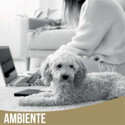 Ambiente