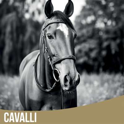 Cavalli